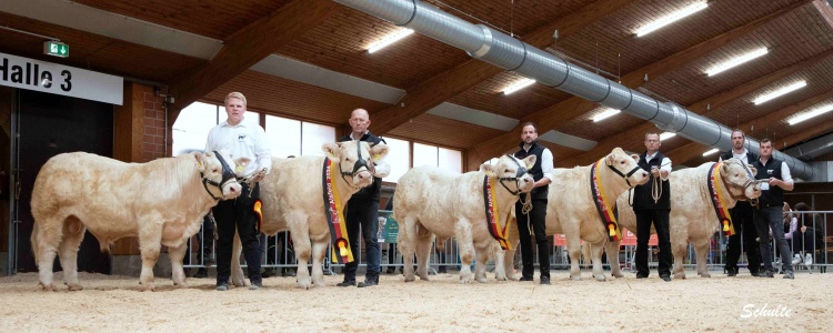 36. Bundesschau Charolais 2024 in Alsfeld